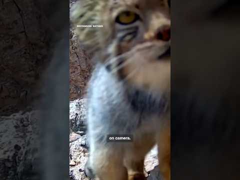 Rare sighting of secretive cat caught on camera