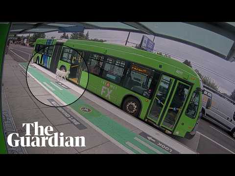Baa-by’s day out: two goats try to take the bus in Portland