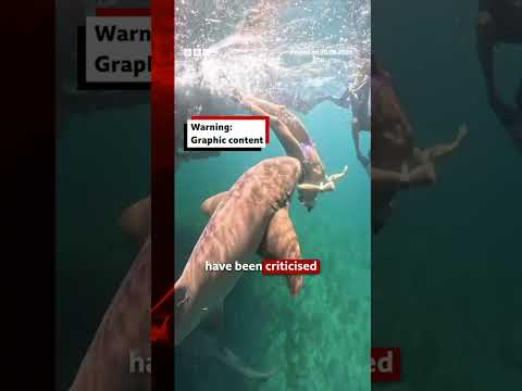 Influencers getting ‘too close’ to sharks, scientists warn. #Sharks #BBCNews