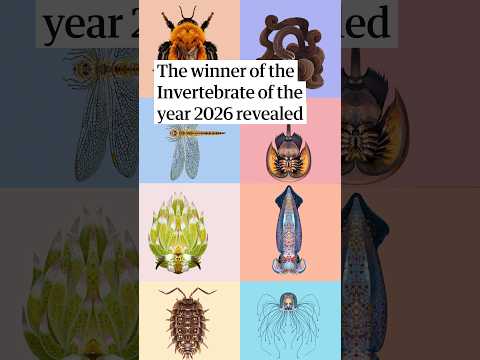 Chris Packham announces the winner of The Guardian’s Inverterbrate of the year 2026