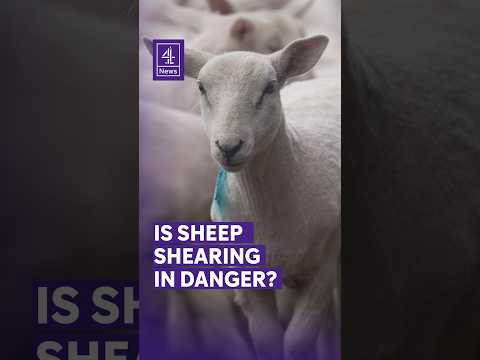 Is sheep shearing in danger?