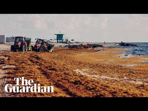 33m tons of toxic seaweed clogs Caribbean beaches