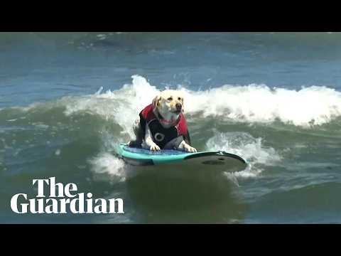 Surf’s pup at the 2026 World Dog Surfing Championships