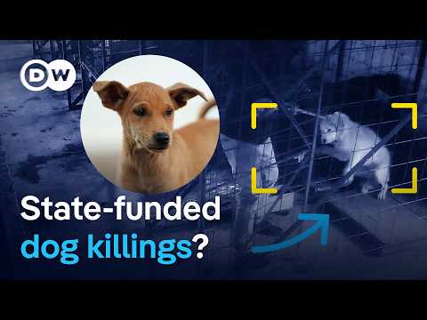Undercover in Romania’s abusive dog shelters | DW Reporter
