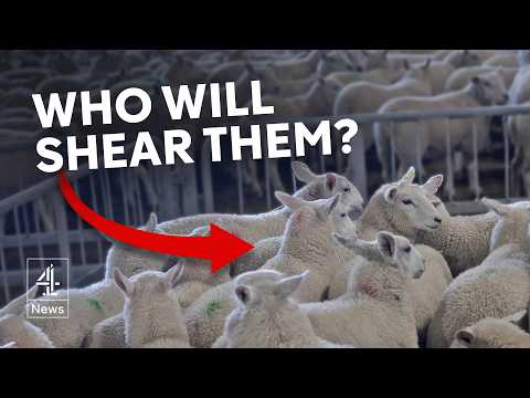 The new visa rule that puts UK sheep shearing in danger