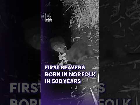 Wild beaver kits born in Norfolk for first time in 500 years #BeaverKits #Norfolk