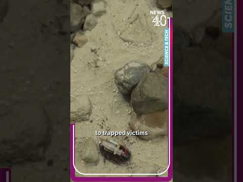 Engineers developing ‘cyborg’ cockroaches to help in natural disaster situations