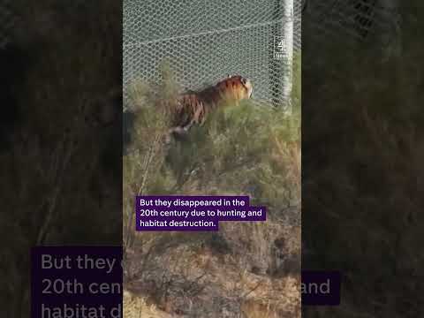 First tiger released in Kazakhstan to help restore extinct species