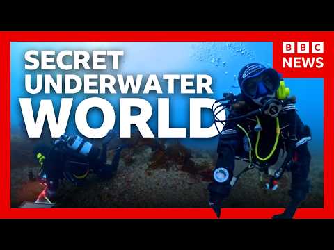 A 40-year mystery solved: Meet the UK’s newest species | BBC News