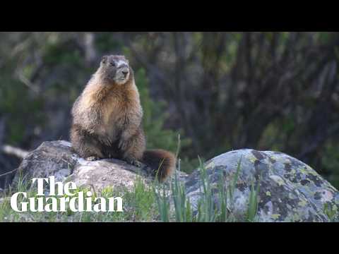 And the winner of Fat Marmot Week is …
