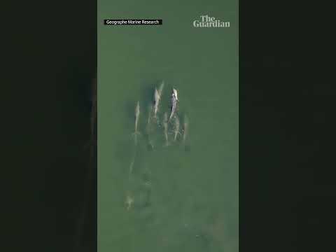 Drone footage shows a grieving dolphin carry her dead calf for days during mourning period