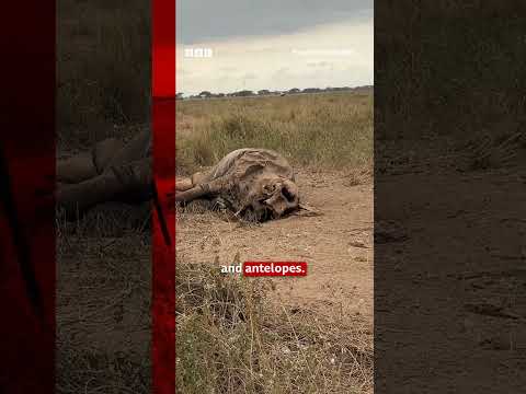 Are pesticides killing elephants in Kenya? #Elephants #Kenya #BBCNews
