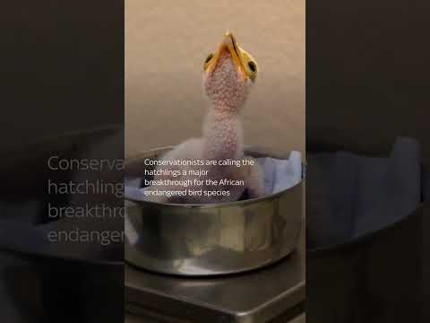 Rare bird species bred at UK zoo