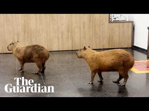 Capybaras caught roaming government building in Brazil