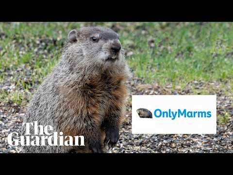 Scientists create OnlyFans account for marmots to fund research