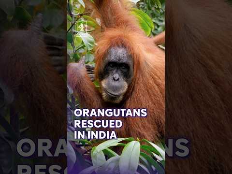 Five baby orangutans rescued in India