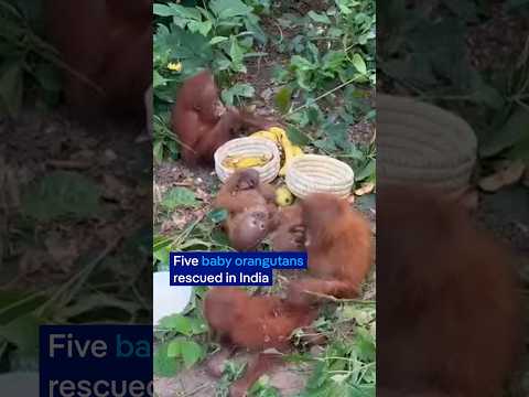 5 baby orangutans rescued… in India? | DW News