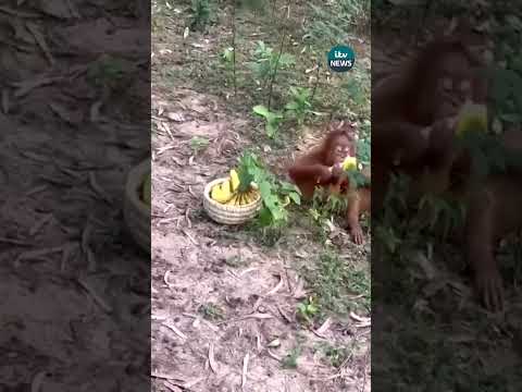 Five baby orangutans have been rescued from a forest in India’s Odisha state