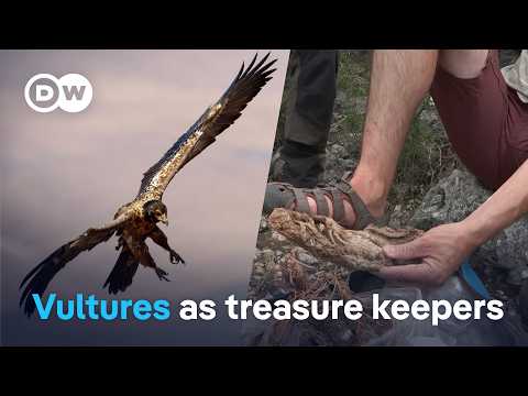 Vultures collected this for 700 years | Focus on Europe
