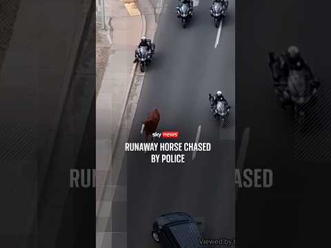 Runaway horse chased by police