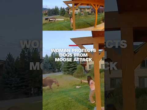 Woman protects dogs from moose attack