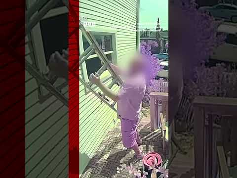 Friendly golden retriever greets home intruder with toys. #California #BBCNews
