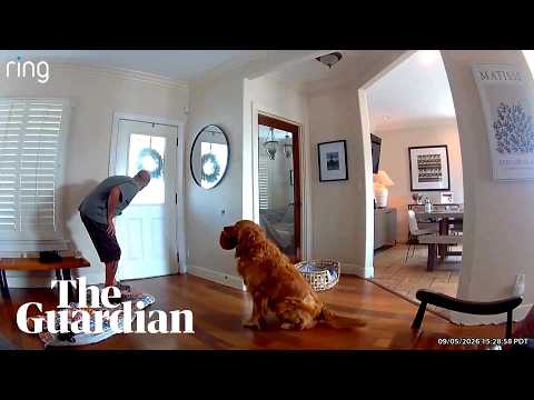 Golden retriever dubbed world’s ‘worst guard dog’ after bringing toy to home intruder