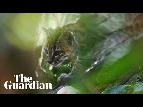 Newly identified Bolivian wildcat ‘Tigrino’ plays in his enclosure