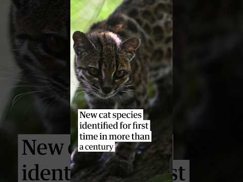 New cat species identified in Bolivia