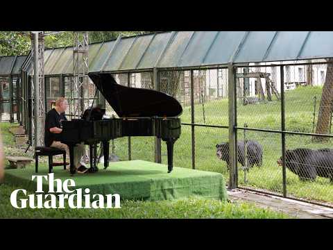 Rescued bears enjoy private piano concert