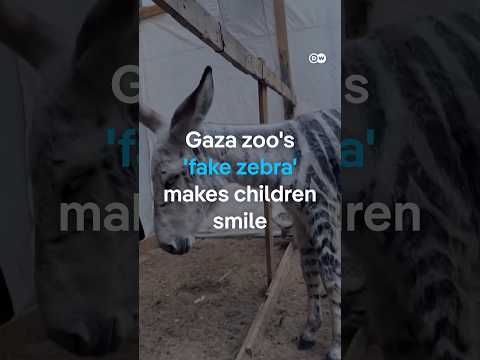 Gaza zoo’s ‘fake zebra’ makes children smile | DW News