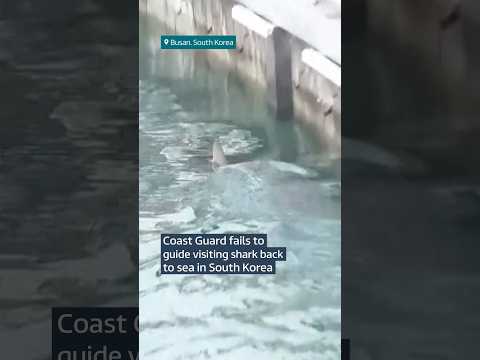 Coast Guard fails to guide visiting shark back out to sea in South Korea