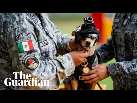 Comando the chihuahua adopted by the Mexican national guard