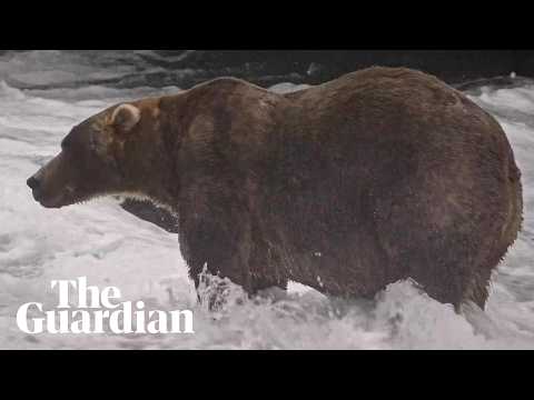 Backpack is Fat Bear Week’s 2026 winner