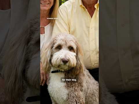 Inside the $2.9 million house designed for a dog