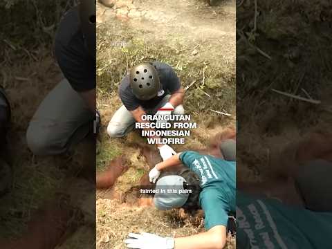 Orangutan rescued from Indonesian wildfire
