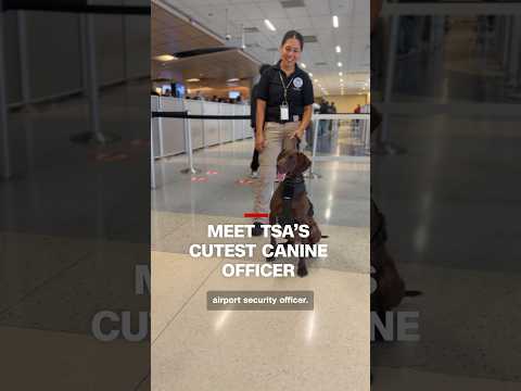 Meet TSA’s cutest canine officer