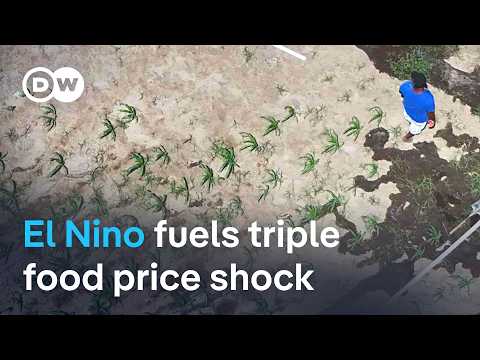 How El Nino and two wars are driving the next food price crisis | DW News