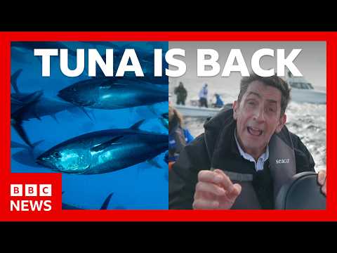 Tuna had almost vanished from UK seas – now it’s back. How? | BBC News