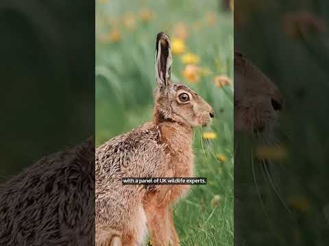 Four animals to replace historical figures on banknotes