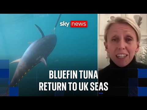 Bluefin tuna makes major comeback in UK waters after decades of decline