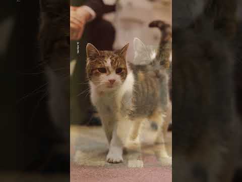 Larry the Cat returns to Downing Street after ‘minor operation’