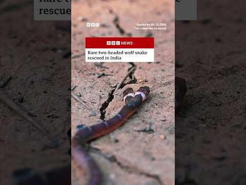 Rare two-headed wolf snake rescued in India. #India #Snake #BBCNews