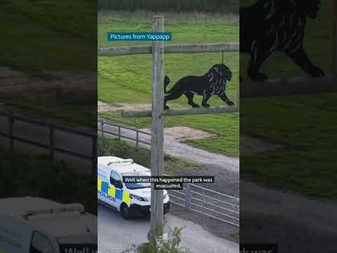 In a statement, Yorkshire Wildlife Park said the tiger will not be put to sleep.