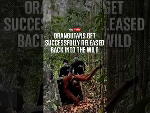 Watch orangutans get released back into the wild