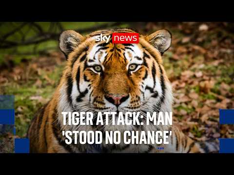 Tiger attack: ‘There’s pretty much less than 1% chance of a survival’