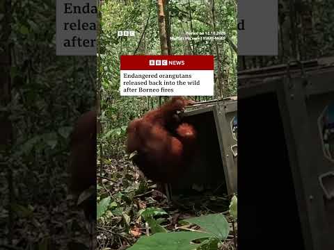 Endangered orangutans released back into the wild after Borneo fires. #BBCNews
