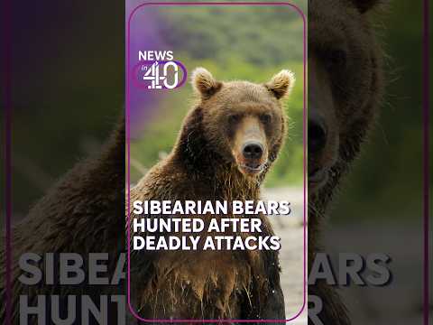 Siberian hunters declare open season on bears after deadly attacks #Bear #Siberia #Russia #Hunting