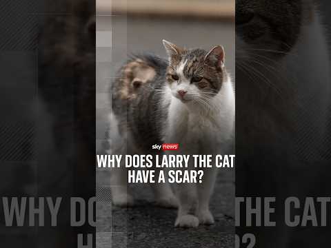 Why does Larry the Cat have a scar?