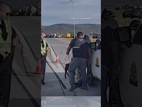 Police dog survives after jumping off a freeway overpass